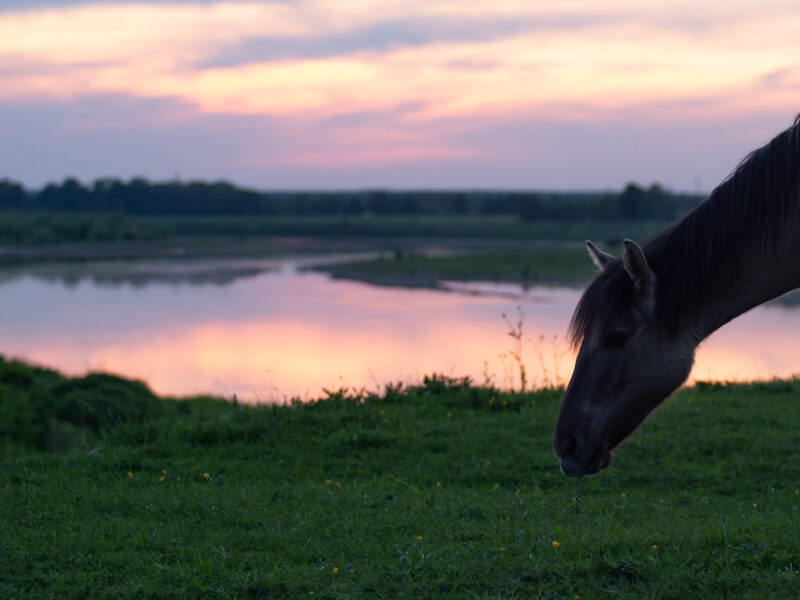 IMG_7948-2 fotografie toerisme paarden